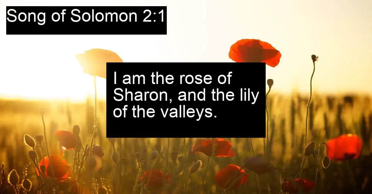 Song of Solomon 2:1